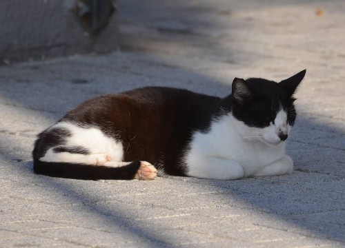 cat Nerja