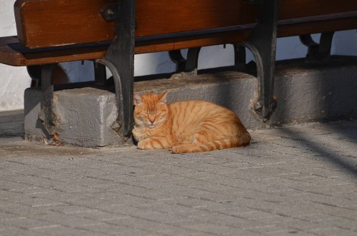 cat Nerja