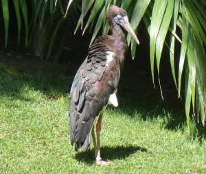 Bioparc Fuengirola