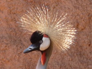 Bioparc Fuengirola