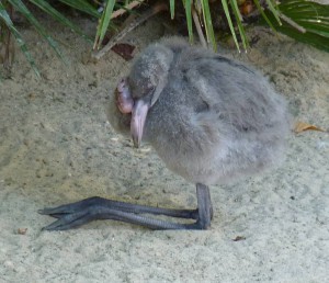 Bioparc Fuengirola