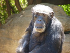 Bioparc Fuengirola