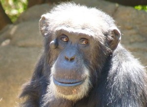 Bioparc Fuengirola