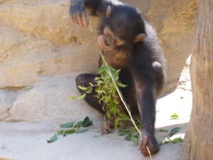 Bioparc Fuengirola