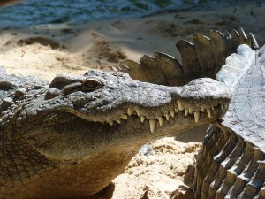 Bioparc Fuengirola