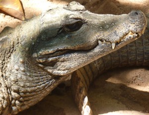 Bioparc Fuengirola