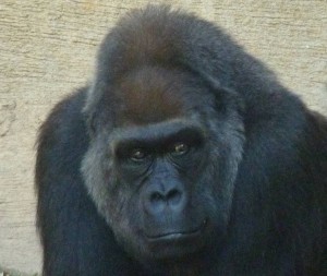 Gorilla, Bioparc, Fuengirola