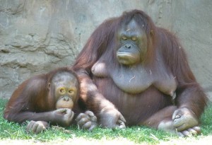 Bioparc Fuengirola