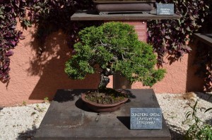 Bonsai Garden Museum, Almuñecar