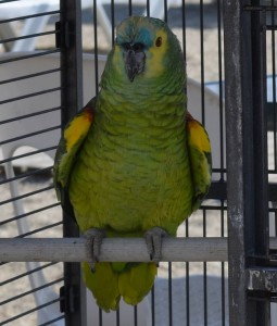 Parrot, Burriana beach, Nerja