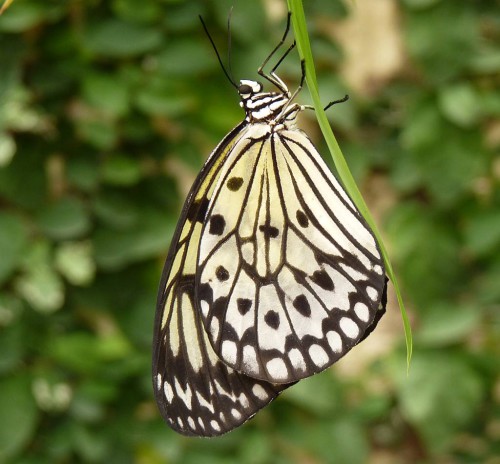 Butterfly Park, Benalmádena