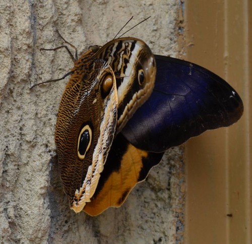 Butterfly Park, Benalmádena