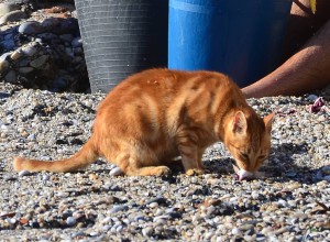 Cats and fish, Calahonda beach, Nerja