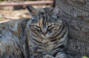 Feral cat, Nerja