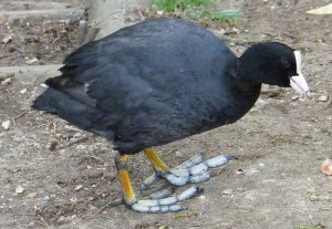 Coot