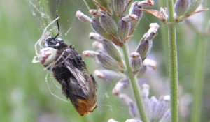 Spider and bee