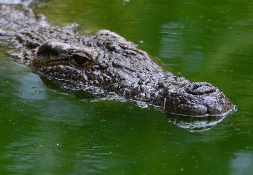 Crocodile