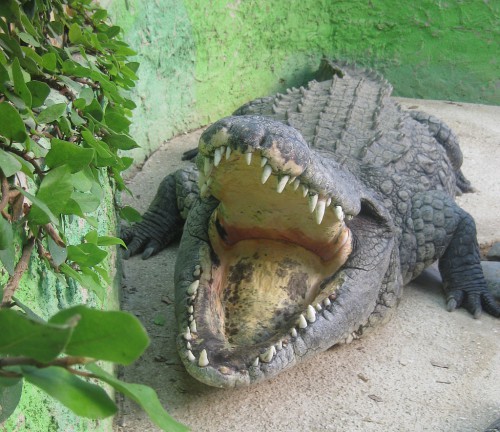 Crocodile Park, Torremolinos