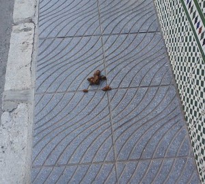 Dog Poo in calle Granada, Nerja