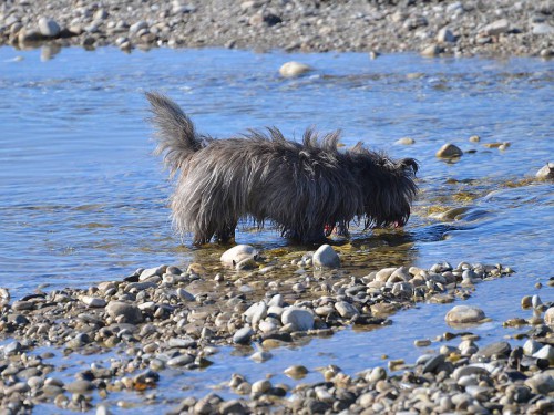 Dog, Nerja