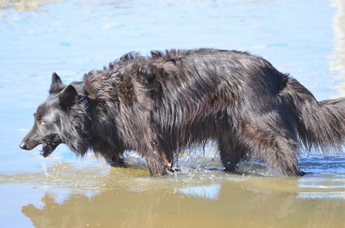 Dog, Nerja