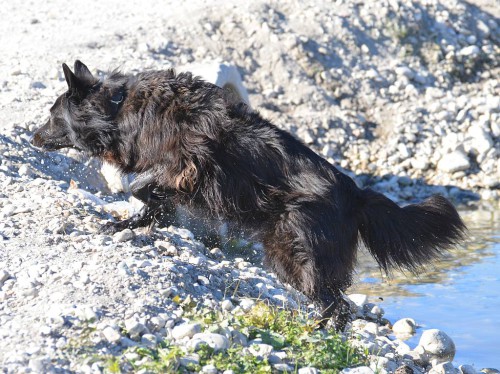 Dog, Nerja