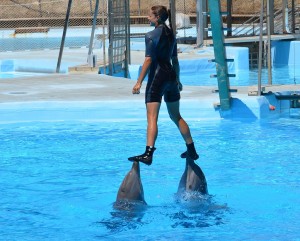 Dolphins, Selwo Marina, Benalmadena