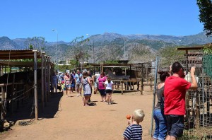 Nerja Donkey Sanctuary