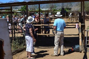 Nerja Donkey Sanctuary