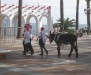 Donkey, Balcon de Europa, Nerja