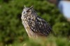 Eagle Owl