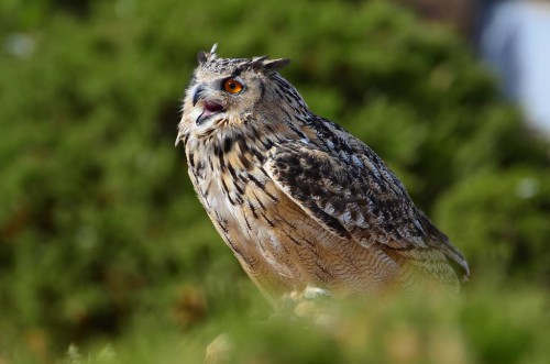 Eagle Owl