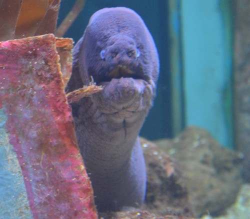 SeaLife Benalmádena