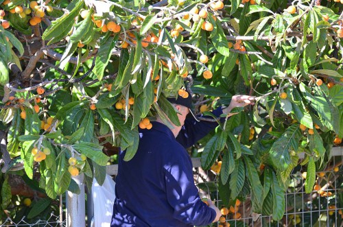 fruit picker