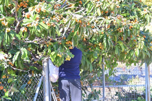 fruit picker