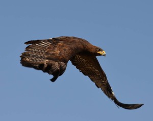 Golden Eagle