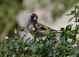 Goldfinch, Nerja