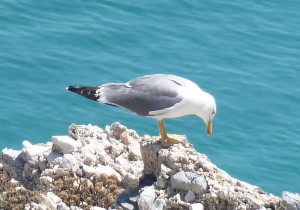 Gull, Nerja