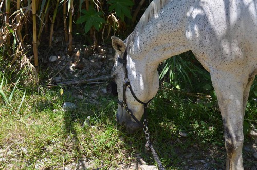 horse, Nerja