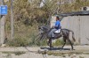 Horse, Nerja