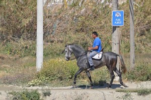 Horse, Nerja