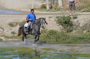 Horse, Nerja