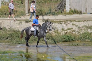 Horse, Nerja