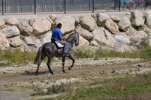 Horse, Nerja