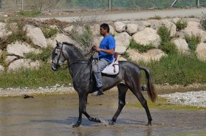 Horse, Nerja