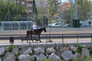 Horse, Nerja