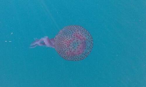 Jellyfish April8th