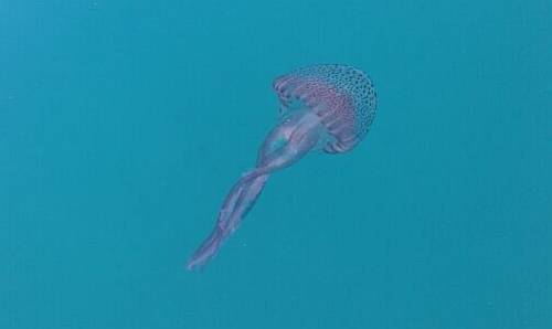 Jellyfish-4