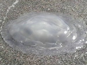 Jellyfish, Nerja