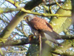 Kestrel